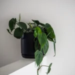 ceramic-planter-black-18-5cm