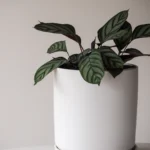 ceramic-planter-white-25cm