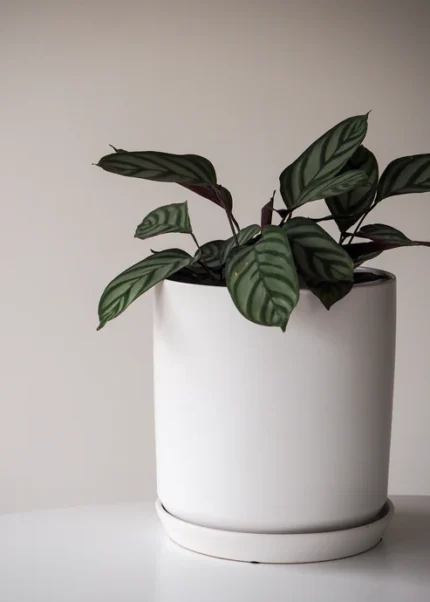 ceramic-planter-white-25cm