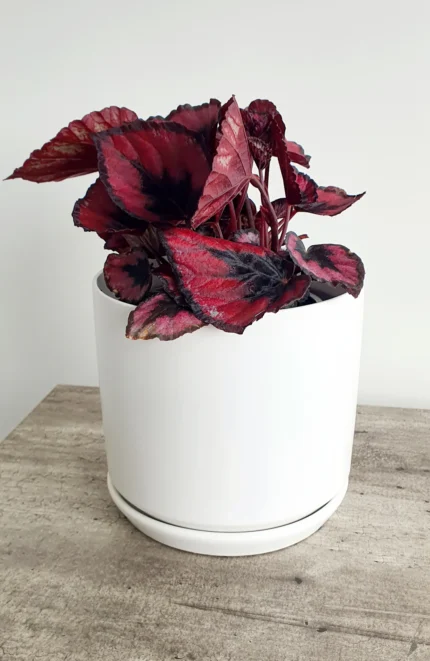 ceramic-planter-whites-13-5cm