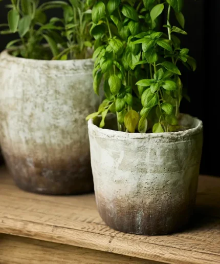 textured-plants-pot-13cm