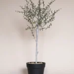 faux-thyme-topiary-in-pot