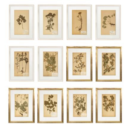 vintage-herbarium