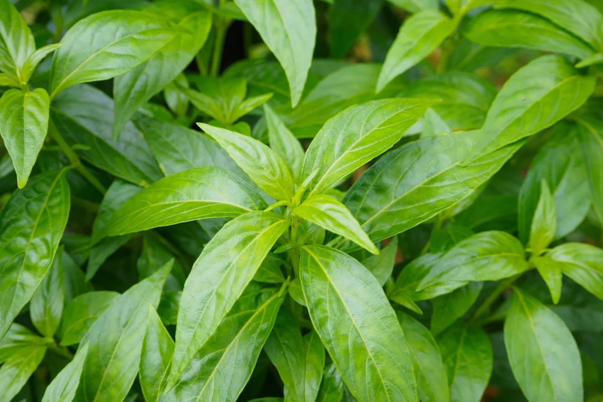 Bitter Leaf