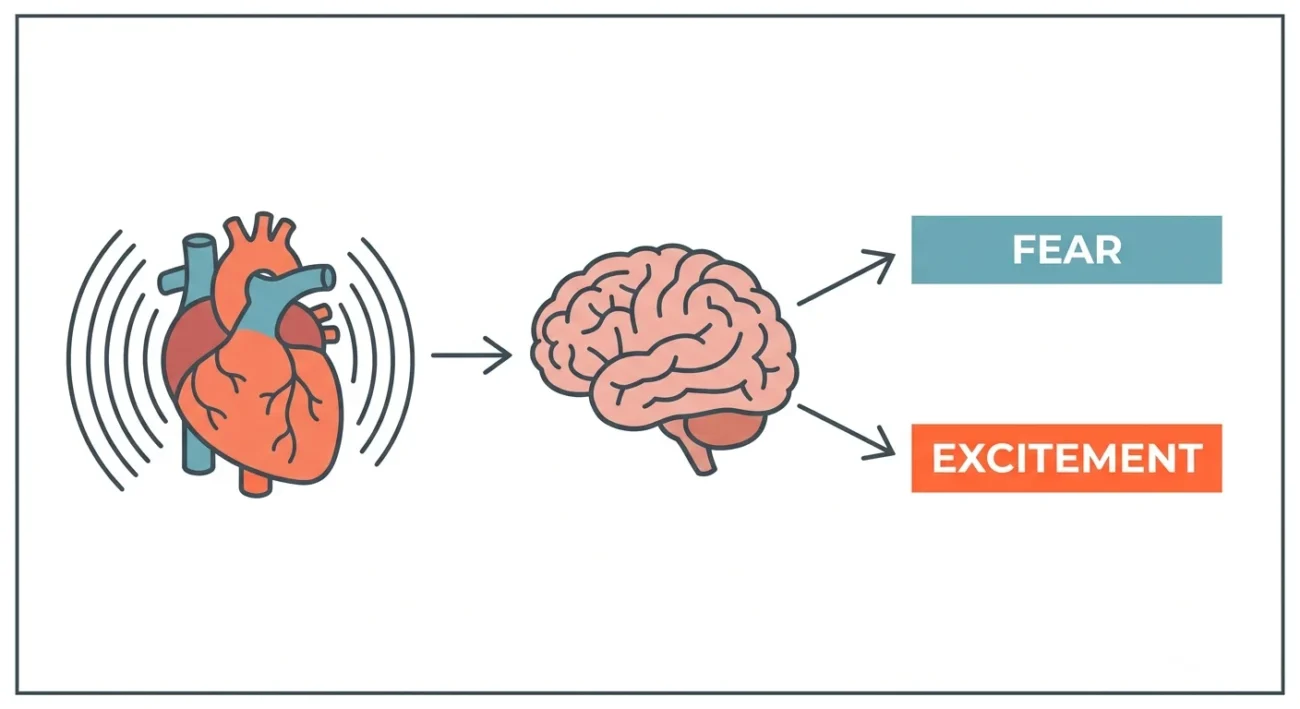 Simple diagram showing how the same heartbeat can be labeled as fear or excitement by the brain as mentioned in two factor theory